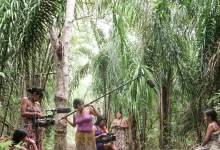 Amazônia e direitos indígenas concentram divergências nos planos de governo para a presidência