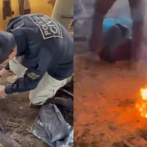 Cabrobó tem quase uma tonelada de drogas destruída pela polícia no Sertão
