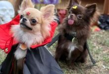 Cães ganham festa de Halloween com desfile gratuito de fantasias em shopping do Recife