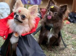 Cães ganham festa de Halloween com desfile gratuito de fantasias em shopping do Recife