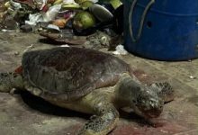 Corpo de tartaruga marinha é encontrado em ciclofaixa em Olinda