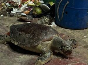 Corpo de tartaruga marinha é encontrado em ciclofaixa em Olinda