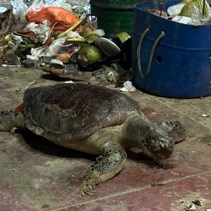 Corpo de tartaruga marinha é encontrado em ciclofaixa em Olinda