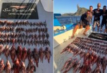 Mergulhadores retiram 138 peixes-leão em operação ambiental em Fernando de Noronha