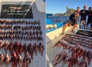 Mergulhadores retiram 138 peixes-leão em operação ambiental em Fernando de Noronha