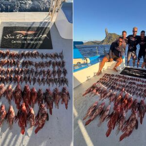 Mergulhadores retiram 138 peixes-leão em operação ambiental em Fernando de Noronha