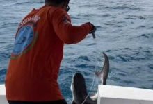Monitoramento no litoral do Recife resulta na captura de tubarões