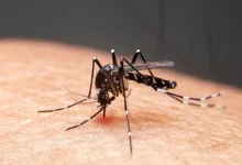 Mudanças climáticas aceleram avanço de doenças infecciosas no Brasil