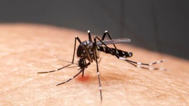 Mudanças climáticas aceleram avanço de doenças infecciosas no Brasil