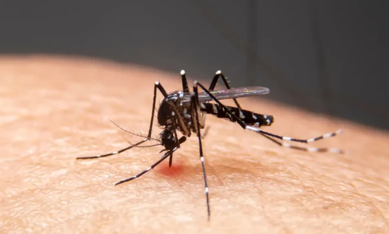Mudanças climáticas aceleram avanço de doenças infecciosas no Brasil