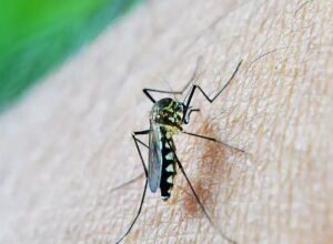 Mulher e criança de 9 anos são as novas vítimas fatais da dengue em Pernambuco