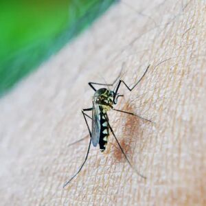 Mulher e criança de 9 anos são as novas vítimas fatais da dengue em Pernambuco