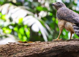 Pernambuco investe em ecoturismo com foco em observação de aves