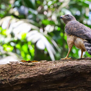 Pernambuco investe em ecoturismo com foco em observação de aves