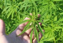 Polícia Federal encontra plantação com cerca de 4 mil pés de maconha e prende dois suspeitos em Coruripe