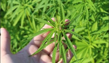 Polícia Federal encontra plantação com cerca de 4 mil pés de maconha e prende dois suspeitos em Coruripe