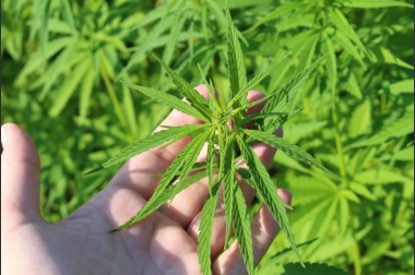 Polícia Federal encontra plantação com cerca de 4 mil pés de maconha e prende dois suspeitos em Coruripe