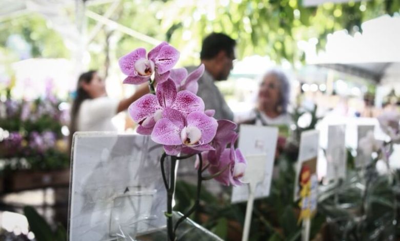 Tradição e cultivo de Orquídeas movimentam o Museu do Estado de Pernambuco