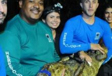 UFRPE monitora jacarés no Açude de Apipucos em Recife para avaliar impactos da poluição