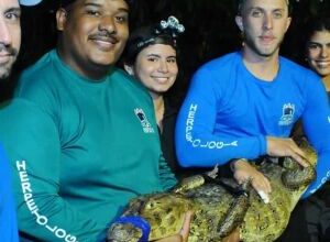 UFRPE monitora jacarés no Açude de Apipucos em Recife para avaliar impactos da poluição