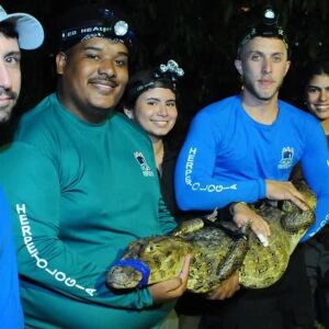 UFRPE monitora jacarés no Açude de Apipucos em Recife para avaliar impactos da poluição